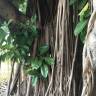 Fotografia 7 da espécie Ficus elastica do Jardim Botânico UTAD