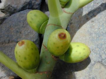 Fotografia da espécie Ficus elastica