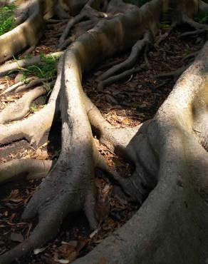 Fotografia 9 da espécie Ficus elastica no Jardim Botânico UTAD