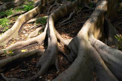 Fotografia da espécie Ficus elastica