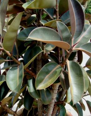 Fotografia 10 da espécie Ficus elastica no Jardim Botânico UTAD