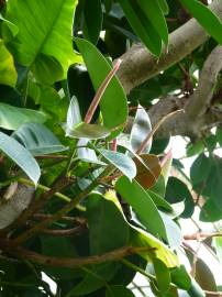 Fotografia da espécie Ficus elastica