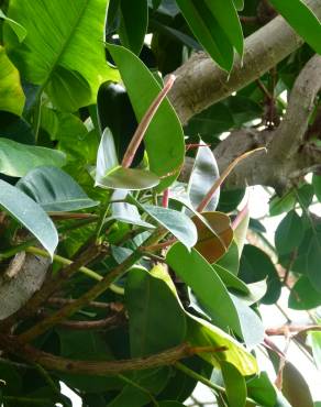 Fotografia 11 da espécie Ficus elastica no Jardim Botânico UTAD