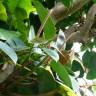 Fotografia 11 da espécie Ficus elastica do Jardim Botânico UTAD