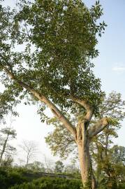 Fotografia da espécie Ficus elastica