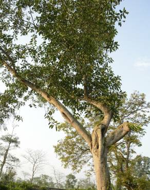 Fotografia 12 da espécie Ficus elastica no Jardim Botânico UTAD
