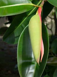 Fotografia da espécie Ficus elastica