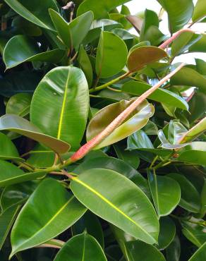 Fotografia 14 da espécie Ficus elastica no Jardim Botânico UTAD