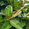 Fotografia 14 da espécie Ficus elastica do Jardim Botânico UTAD