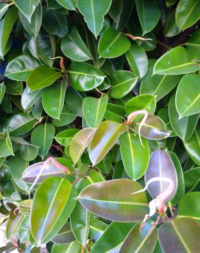 Fotografia 15 da espécie Ficus elastica no Jardim Botânico UTAD