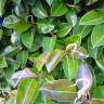 Fotografia 15 da espécie Ficus elastica do Jardim Botânico UTAD