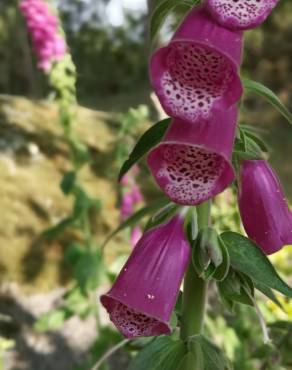 Fotografia 15 da espécie Digitalis purpurea subesp. purpurea no Jardim Botânico UTAD