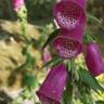 Fotografia 15 da espécie Digitalis purpurea subesp. purpurea do Jardim Botânico UTAD