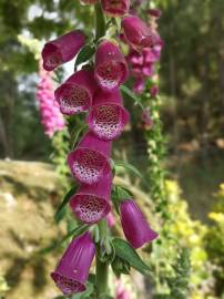 Fotografia da espécie Digitalis purpurea subesp. purpurea