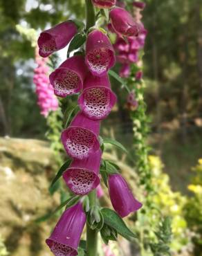 Fotografia 16 da espécie Digitalis purpurea subesp. purpurea no Jardim Botânico UTAD