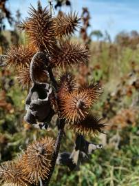 Fotografia da espécie Xanthium strumarium