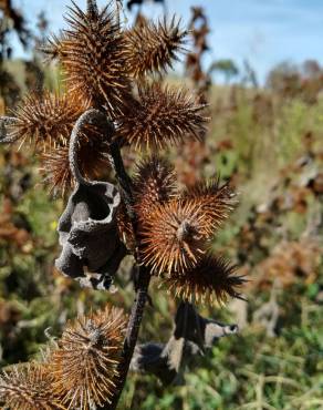 Fotografia 11 da espécie Xanthium strumarium no Jardim Botânico UTAD