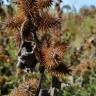 Fotografia 11 da espécie Xanthium strumarium do Jardim Botânico UTAD