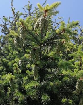 Fotografia 14 da espécie Pseudotsuga menziesii var. menziesii no Jardim Botânico UTAD