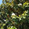 Fotografia 11 da espécie Magnolia grandiflora do Jardim Botânico UTAD