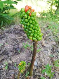 Fotografia da espécie Arum italicum