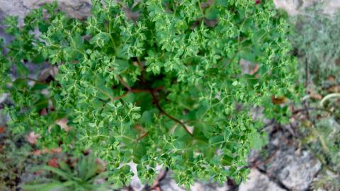 Fotografia da espécie Euphorbia peplus var. peploides