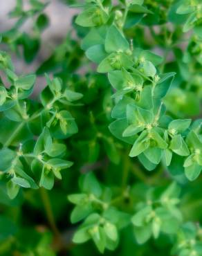 Fotografia 12 da espécie Euphorbia peplus var. peploides no Jardim Botânico UTAD