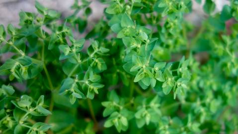 Fotografia da espécie Euphorbia peplus var. peploides