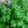 Fotografia 12 da espécie Euphorbia peplus var. peploides do Jardim Botânico UTAD