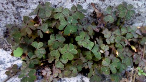 Fotografia da espécie Oxalis corniculata subesp. corniculata