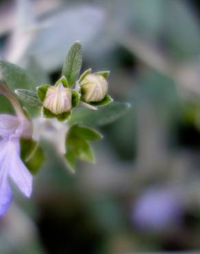 Fotografia 11 da espécie Teucrium fruticans no Jardim Botânico UTAD