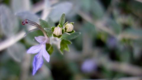 Fotografia da espécie Teucrium fruticans