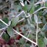 Fotografia 12 da espécie Teucrium fruticans do Jardim Botânico UTAD