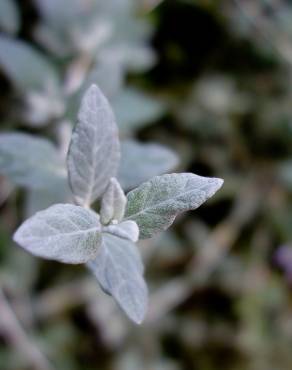 Fotografia 13 da espécie Teucrium fruticans no Jardim Botânico UTAD