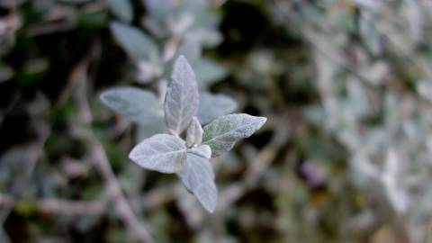 Fotografia da espécie Teucrium fruticans