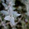 Fotografia 13 da espécie Teucrium fruticans do Jardim Botânico UTAD