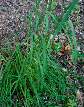 Fotografia 16 da espécie Dactylis glomerata subesp. hispanica no Jardim Botânico UTAD