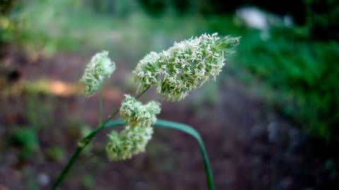 Fotografia da espécie Dactylis glomerata subesp. hispanica