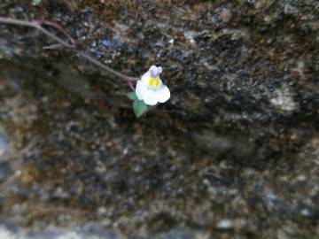 Fotografia da espécie Cymbalaria muralis subesp. muralis