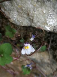 Fotografia da espécie Cymbalaria muralis subesp. muralis