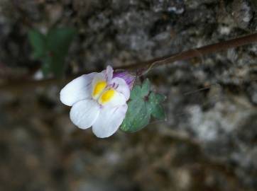 Fotografia da espécie Cymbalaria muralis subesp. muralis