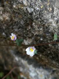 Fotografia da espécie Cymbalaria muralis subesp. muralis