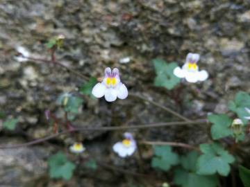 Fotografia da espécie Cymbalaria muralis subesp. muralis