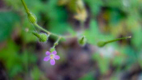 Fotografia da espécie Geranium robertianum subesp. purpureum