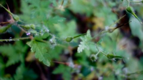 Fotografia da espécie Geranium robertianum subesp. purpureum