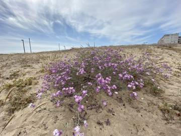 Fotografia da espécie Malcolmia littorea