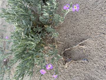 Fotografia da espécie Malcolmia littorea