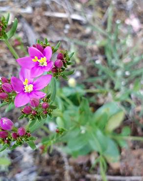 Fotografia 12 da espécie Centaurium erythraea subesp. erythraea no Jardim Botânico UTAD