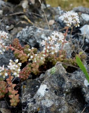 Fotografia 13 da espécie Sedum brevifolium no Jardim Botânico UTAD