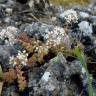 Fotografia 13 da espécie Sedum brevifolium do Jardim Botânico UTAD